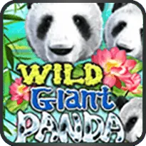 WILD GIANT PANDA